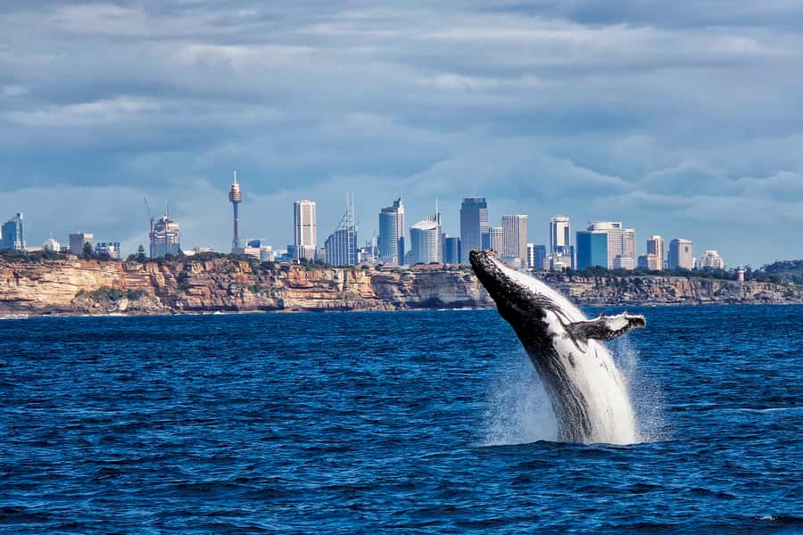 Sydney Whale Watching Cruise with Breakfast or Lunch - Searching for humpback whales from May to November