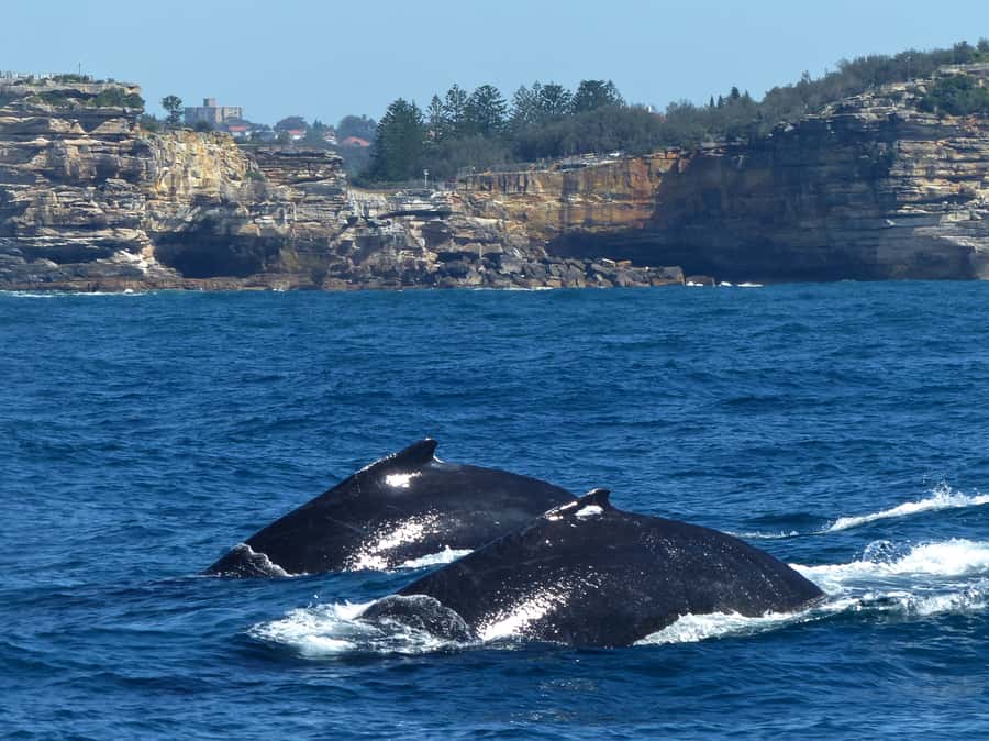 Sydney Whale Watching Cruise with Breakfast or Lunch - Commentary from Sydney Harbour to the whales