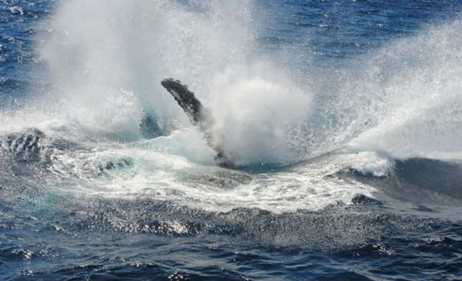 Sydney Whale Watching Cruise with Breakfast or Lunch - Lunch or weekend breakfast on board