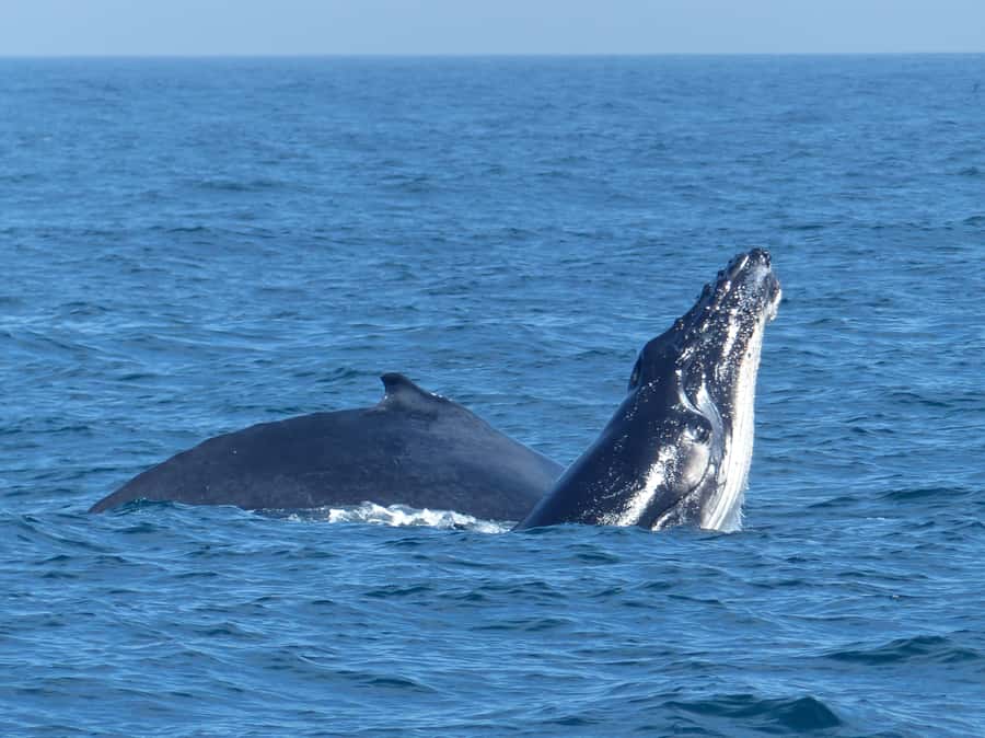 Sydney Whale Watching Cruise with Breakfast or Lunch - Who should book this Sydney whale cruise?