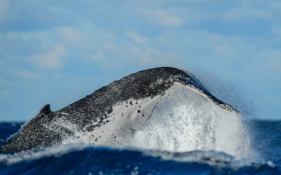 Sydney Whale Watching Cruise with Breakfast or Lunch - Final call: book it for the chance, not the guarantee