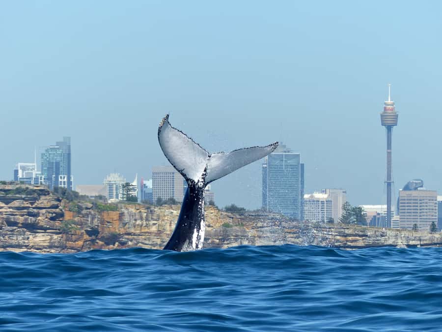 Sydney Whale Watching Cruise with Breakfast or Lunch - Sydney Heads and the first ocean swell