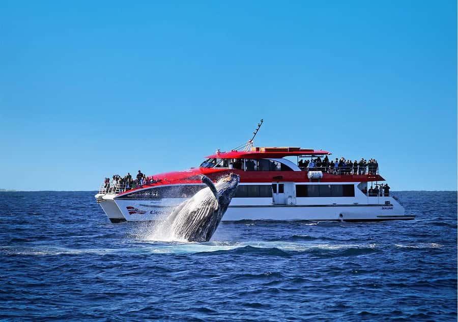 Sydney: Whale Watching & Wildlife Cruise - Key points to know before you book
