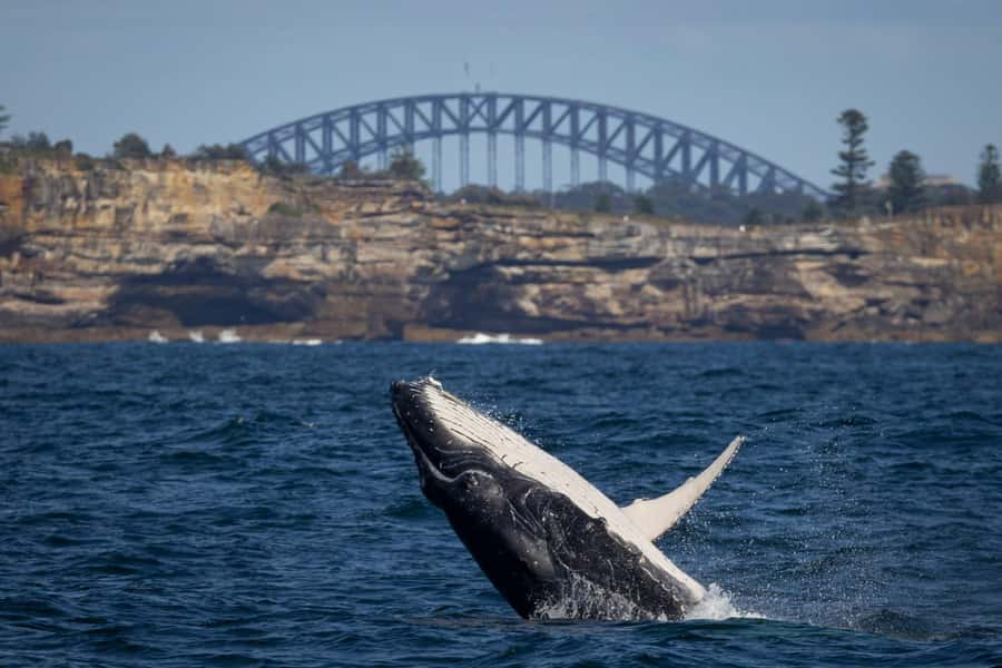 Sydney: Whale Watching & Wildlife Cruise - Leaving Circular Quay with Sydney at your back