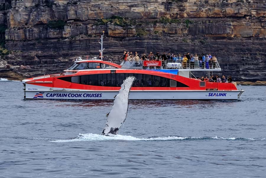 Sydney: Whale Watching & Wildlife Cruise - How the 95 percent whale policy works