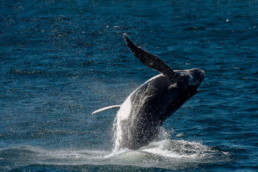 Sydney: Whale Watching & Wildlife Cruise - Is $67 a fair price?