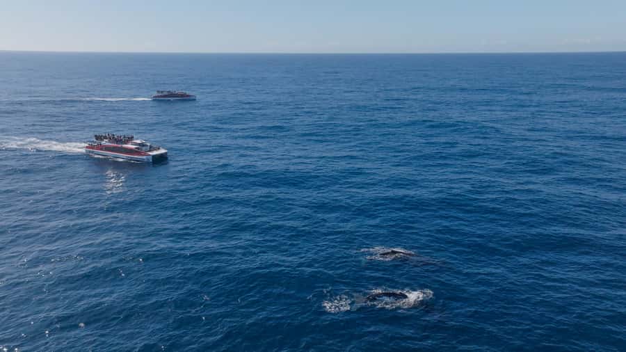 Sydney: Whale Watching & Wildlife Cruise - Who will enjoy this cruise most?