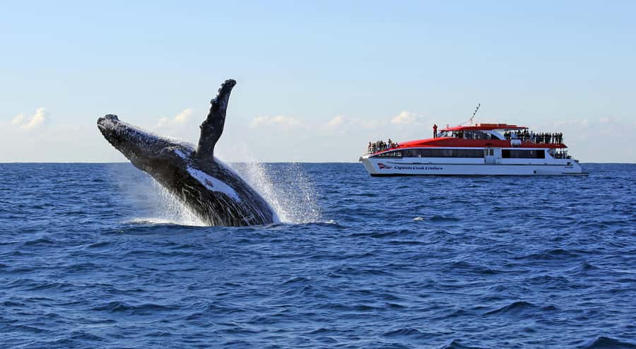 Sydney: Whale Watching & Wildlife Cruise - A real search for humpback whales