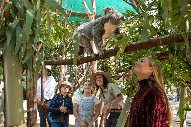 Tamborine Mountain TreeTop Challenge Adventure Park - Who will enjoy this most?