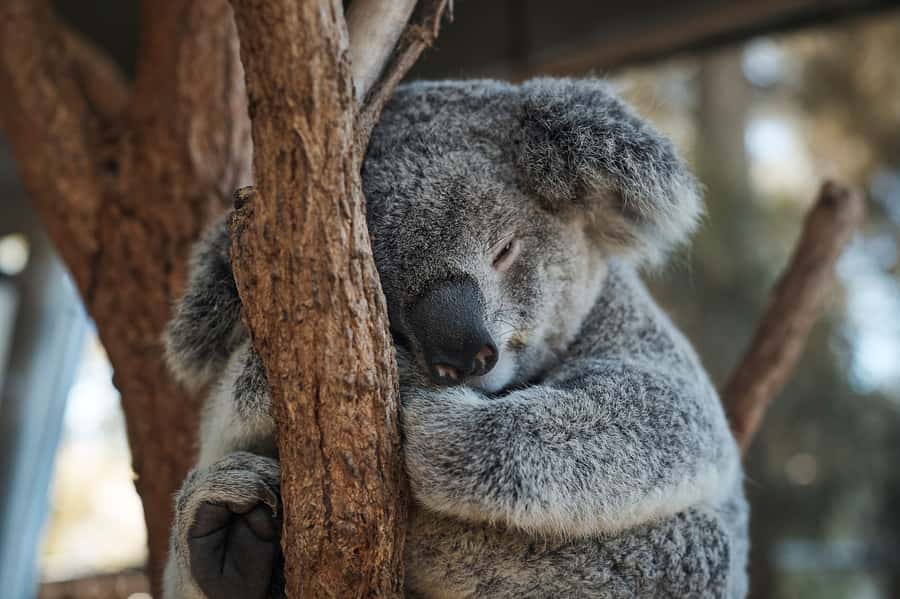 Taronga Zoo Aussie Backyard Adventure - Key points to know before you book