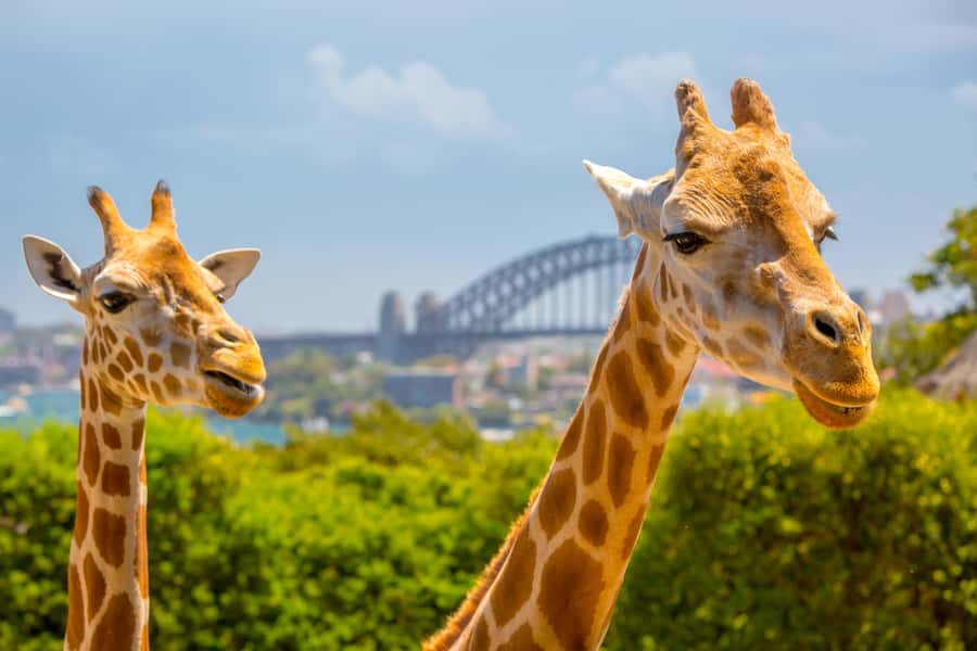 Taronga Zoo Aussie Backyard Adventure - What the 90-minute Aussie Backyard Adventure is really like