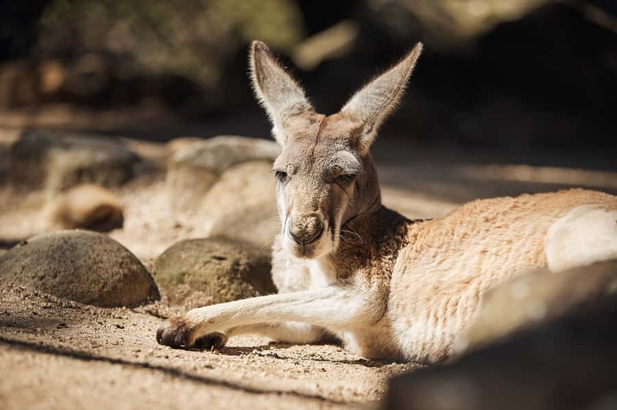 Taronga Zoo Aussie Backyard Adventure - Nura Diya and the Australian animal focus