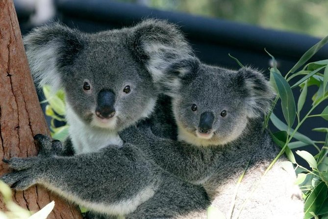 Taronga Zoo Entry & Return Ferry - Sydney Harbour - Key points to know before you go