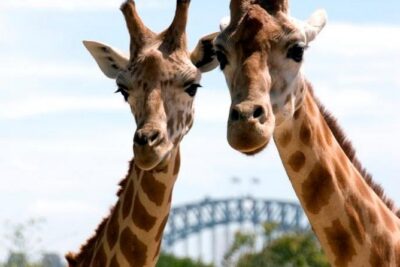Taronga Zoo Entry & Return Ferry – Sydney Harbour