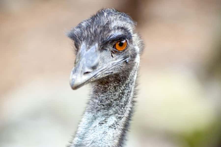 Taronga Zoo Sydney Wild Australia Experience - What the two-hour Wild Australia tour really offers