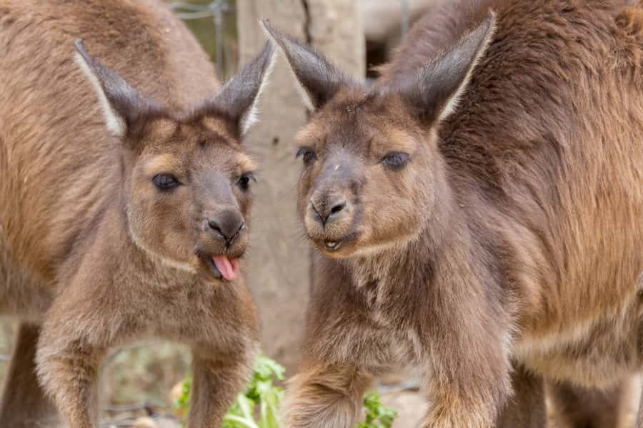 Taronga Zoo Sydney Wild Australia Experience - Meeting Australian animals at close range