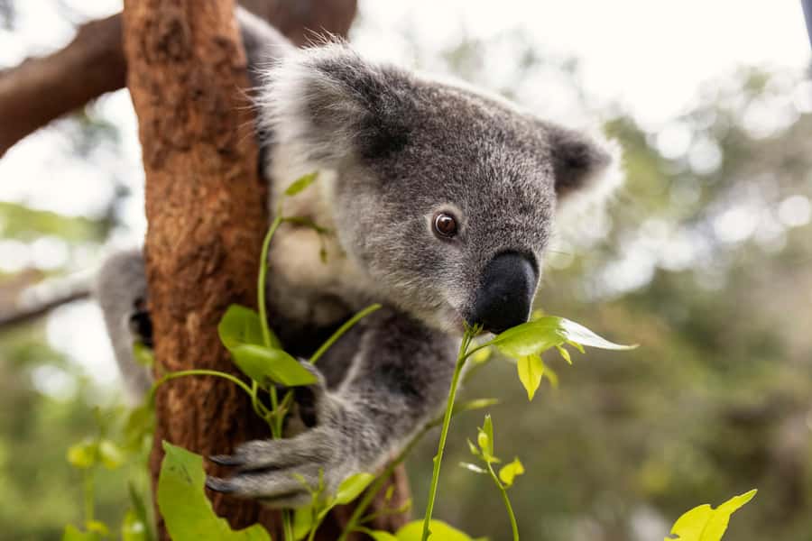 Taronga Zoo Sydney Wild Australia Experience - Guides make or break this experience