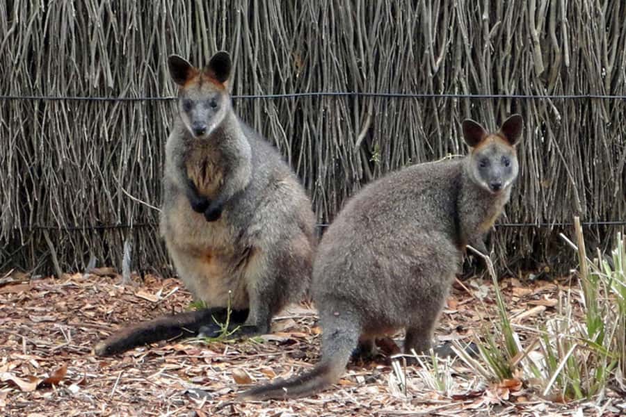 Taronga Zoo Sydney Wild Australia Experience - Who should book the Wild Australia Experience?
