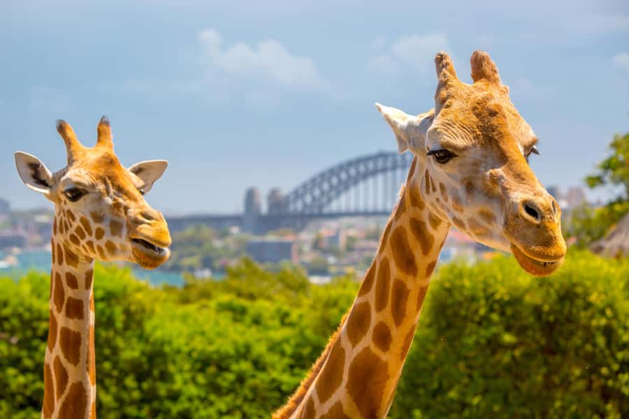 Taronga Zoo Sydney Wild Australia Experience - Entering the Australian Nightlife exhibit