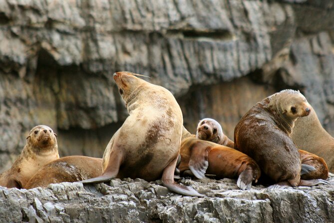 Tasman Island Cruises and Port Arthur Historic Site Day Tour from Hobart - Why this Hobart day trip works so well