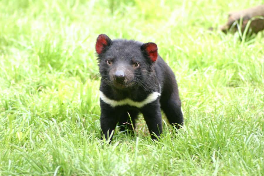 Tasman Peninsula Day Trip with Cruise & Devils from Hobart - Who Will Enjoy This Day Most?