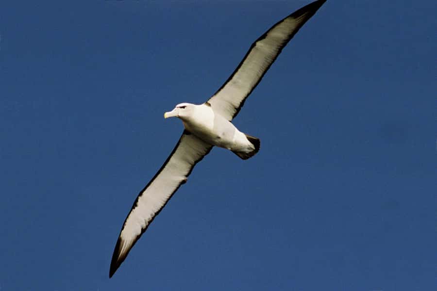Tasman Peninsula Tour, Cruise & Port Arthur Historic Site - Is $233 good value for this experience?