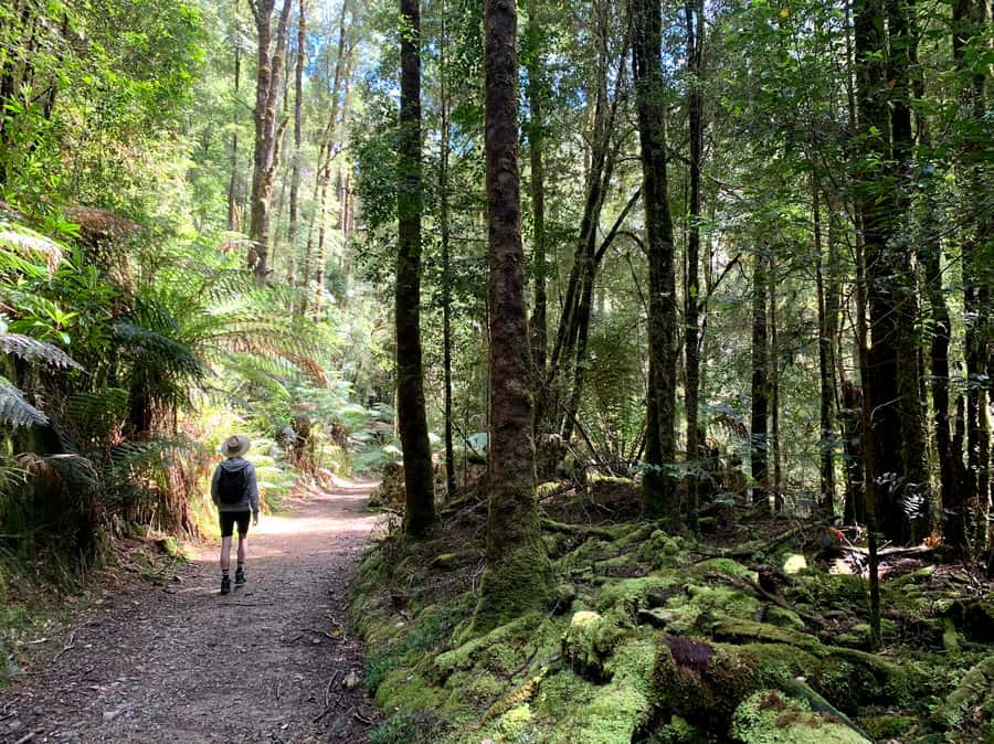 Tasmania: 7-Day West to East Tour - Walking levels, transport, and accommodation