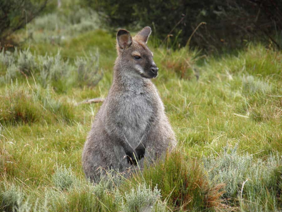 Tasmania: Wilderness and Wildlife Guided 6-Day Tour - Accommodation and the true cost of $831