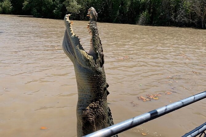 The Croc Bus to the Famous Jumping Crocodile Cruise - Key points to know before booking
