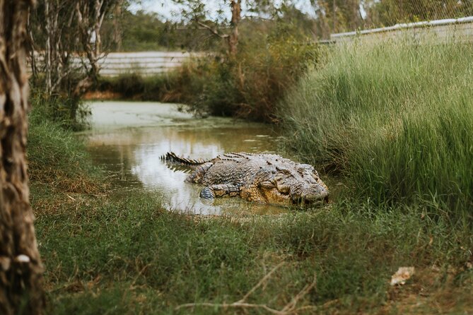 Top End Safari Camp Day Tour - The airboat ride is the day’s strongest moment