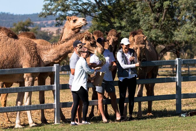 Tour, Taste & Camel Encounter - Why this camel farm is different from a standard animal visit