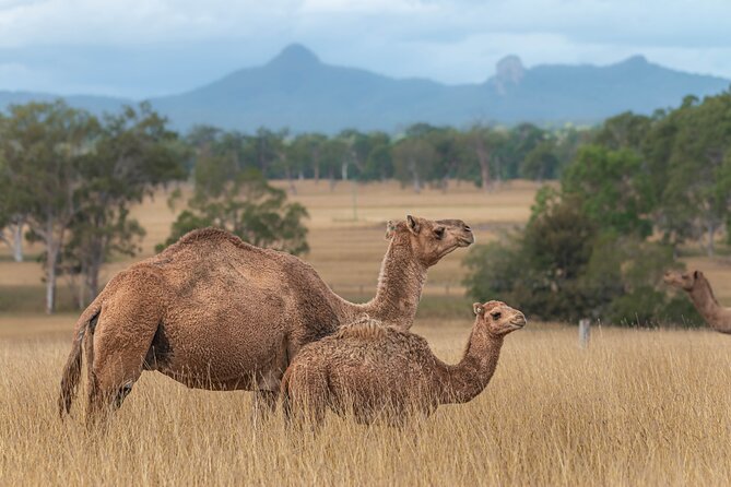 Tour, Taste & Camel Encounter - Who will enjoy this visit most?