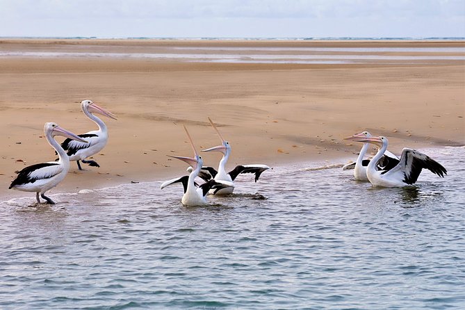 Town of 1770 Afternoon Cruise - The 20-minute LARC and sandbank experience