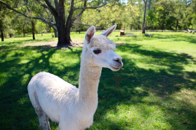 Trevena Glen 1hr Animal Tour - What children can learn beyond petting animals