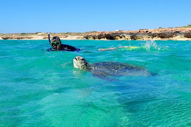 Turtle Tour - Ningaloo Reef Half Day Sea Kayak and Snorkel Tour - Kayaking through Ningaloo’s shallow nursery