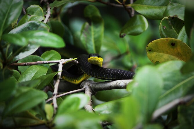 Ultimate Daintree Rainforest Wildlife Experience Cruise - Key points before you book