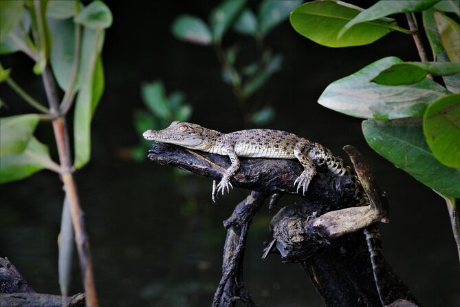 Ultimate Daintree Rainforest Wildlife Experience Cruise - Wildlife sightings are never guaranteed