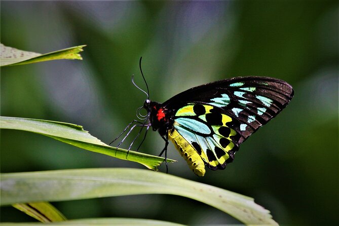 Ultimate Daintree Rainforest Wildlife Experience Cruise - Is $28.69 a good value?