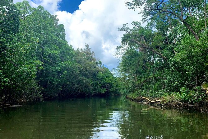 Ultimate Daintree Rainforest Wildlife Experience Cruise - Practical ways to improve your visit
