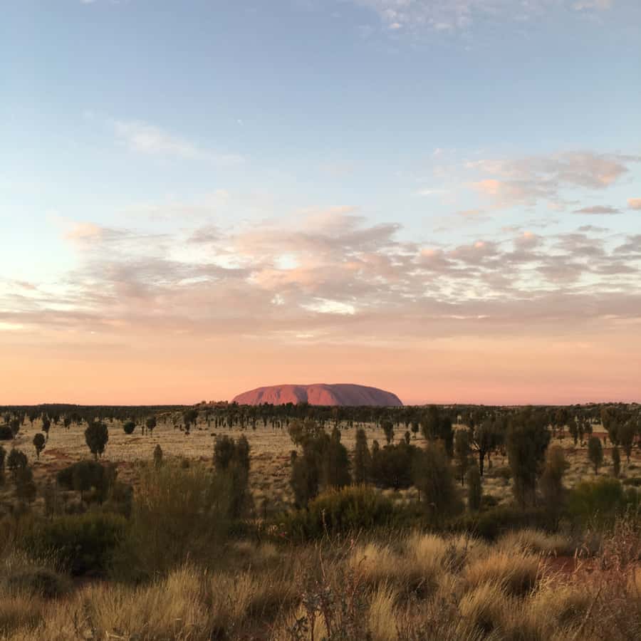 Uluru: Field of Light Sunrise Tour with Hot Drinks - Why the Field of Light works so well before sunrise