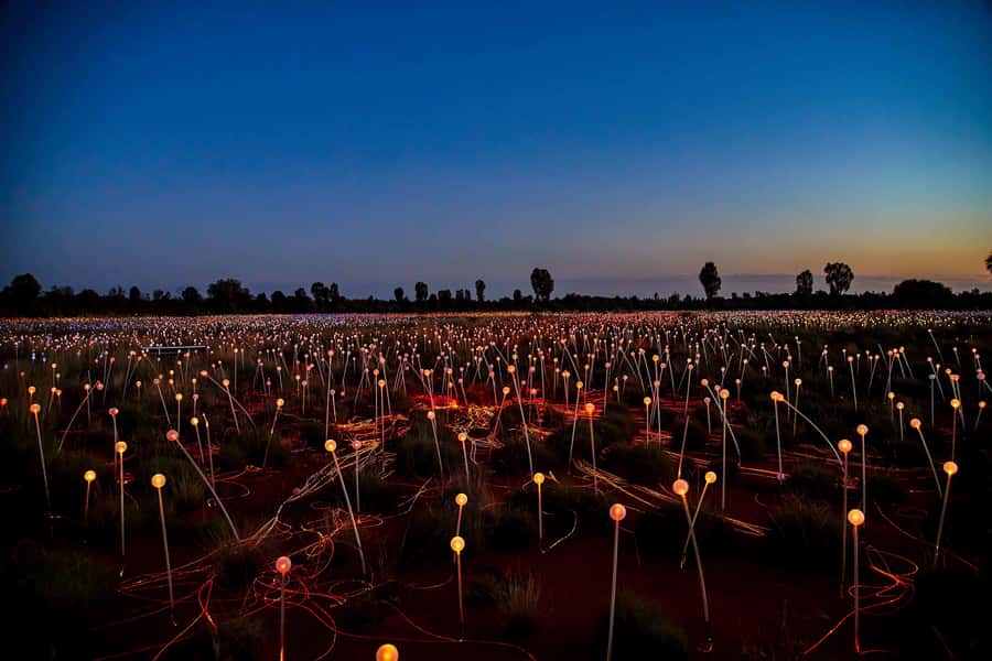 Uluru: Field of Light Sunrise Tour with Hot Drinks - Who should book this sunrise tour?