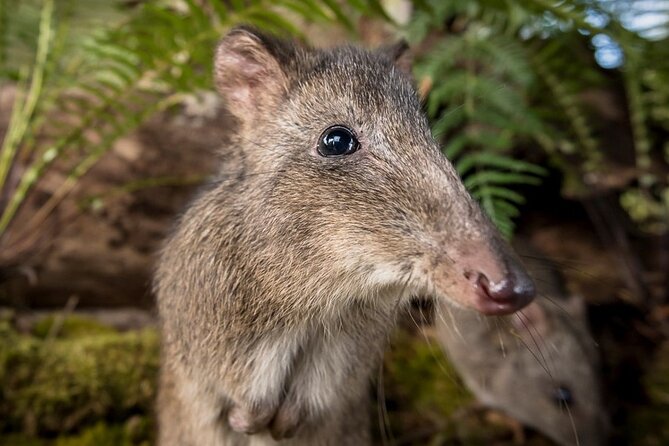 Walk with Wildlife: Guided Tour in Great Ocean Road - The Conservation Ecology Centre Research Hub