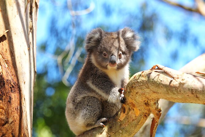 Walk with Wildlife: Guided Tour in Great Ocean Road - Is $42.32 good value for 75 minutes?