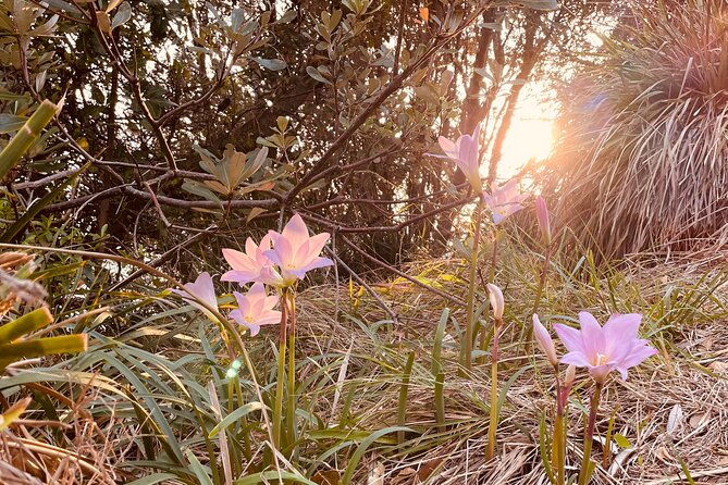 WANDER BYRON Guided Sunrise Tours to Cape Byron Lighthouse - Wategos Beach and the chance of wildlife