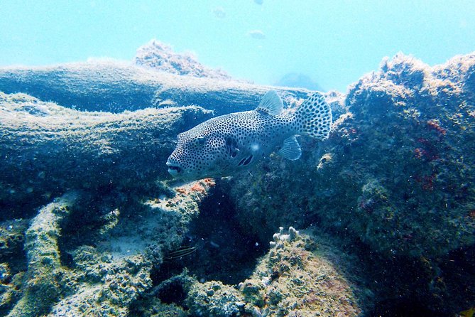 Wave Break Island Scuba Diving on the Gold Coast - Key points to know before booking