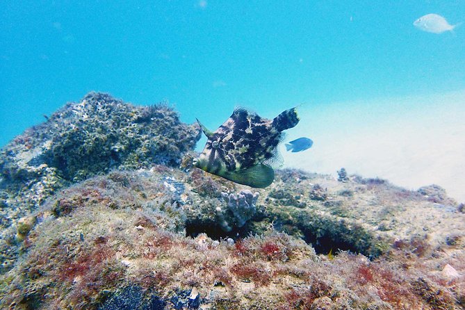 Wave Break Island Snorkel Tour on the Gold Coast - Underwater photos and optional extras