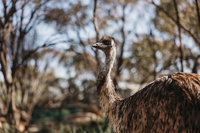 Wave Rock, York and Aboriginal Cultural Day Tour from Perth - Hippo’s Yawn, a quick and quirky stop