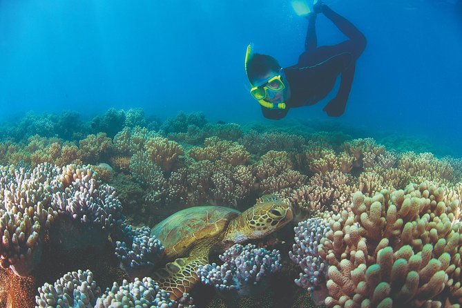 Wavedancer Low Isles Great Barrier Reef Sailing Cruise from Cairns - Why Low Isles makes a good first reef day