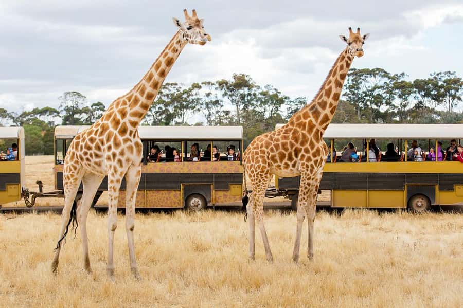 Werribee Open Range Zoo: Entry Ticket - Key points to know before you go