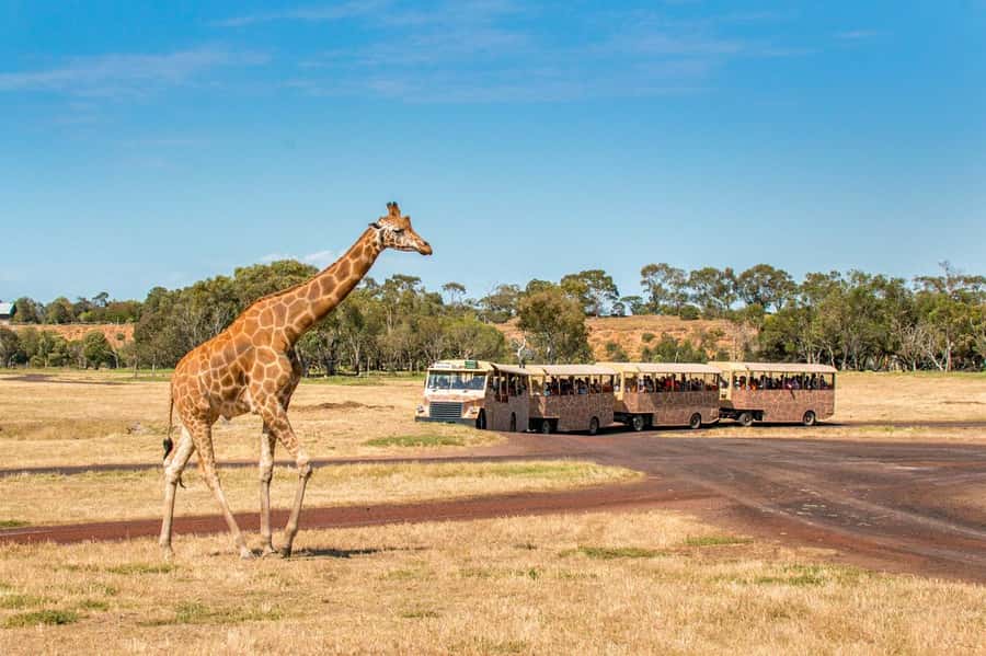 Werribee Open Range Zoo: Entry Ticket - Who should book Werribee Open Range Zoo?